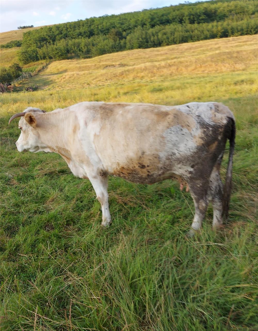 Vand vaca de abator