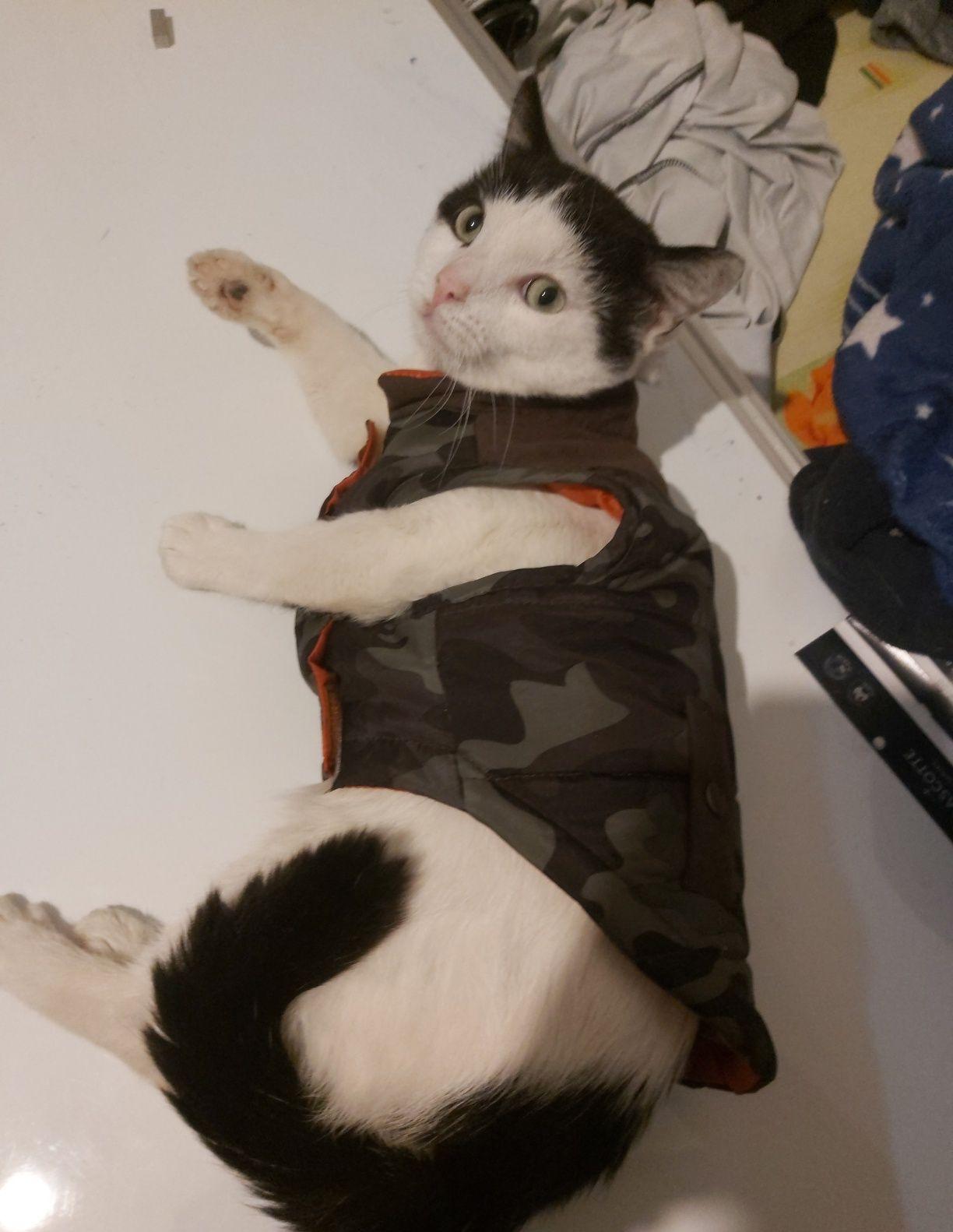 Vand vestă cool camuflaj pt căței