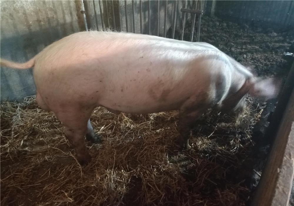vand vier 120 kg si scroafa cu purceei