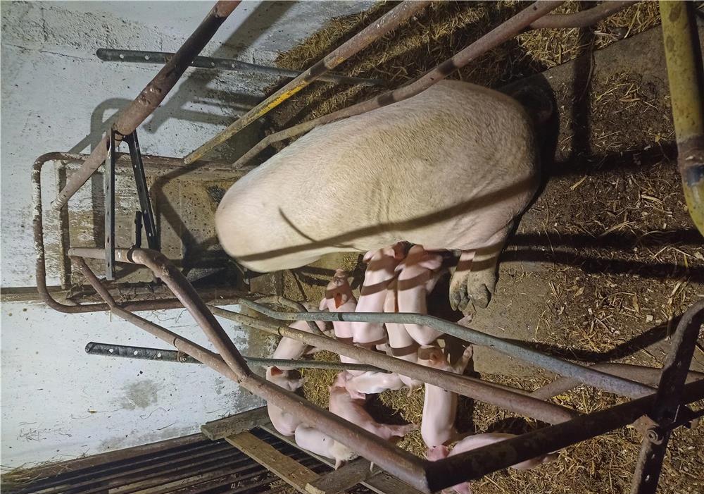 vand vier 120 kg si scroafa cu purceei