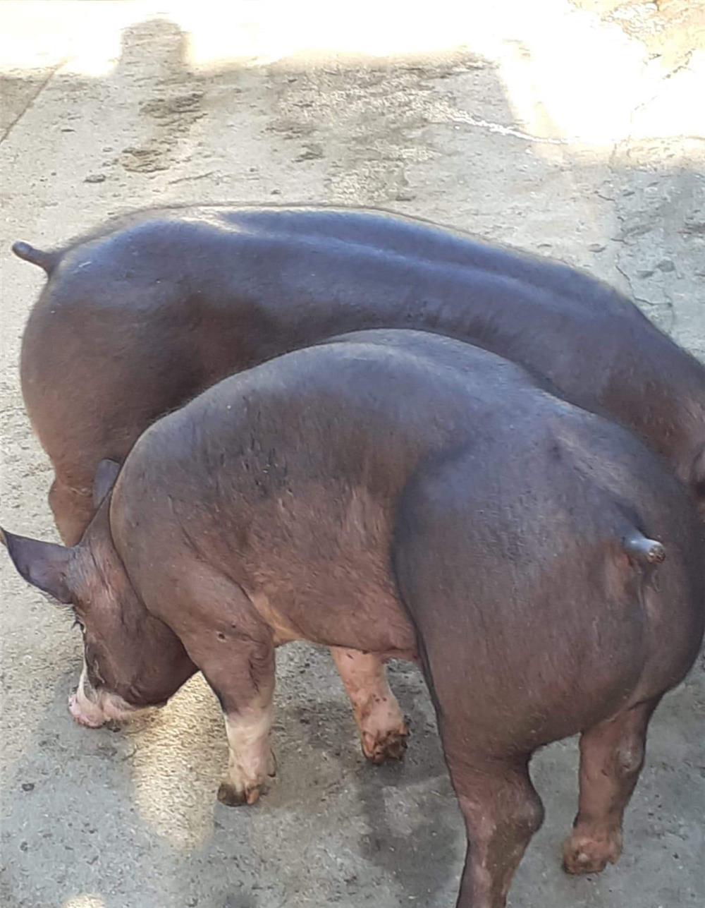 Vând vier pietrain mare