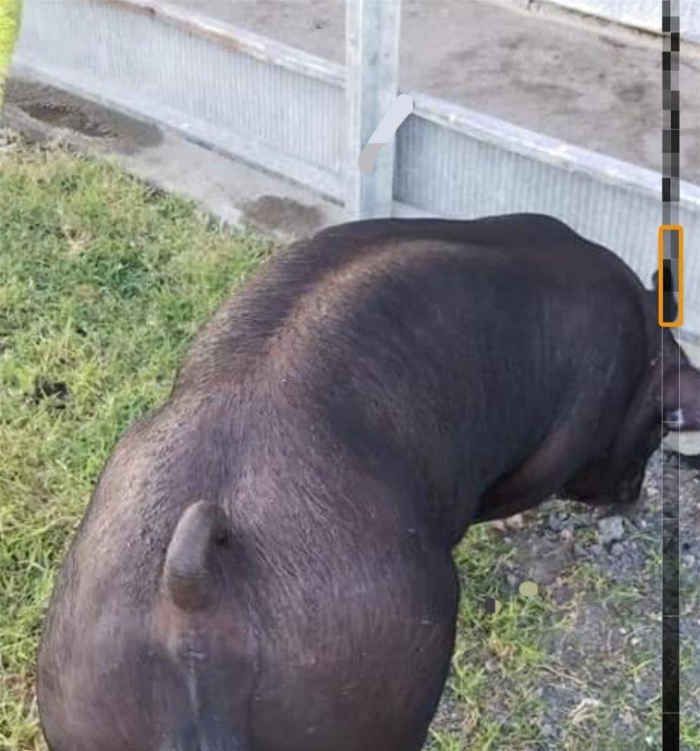 Vând vier pietrain mare