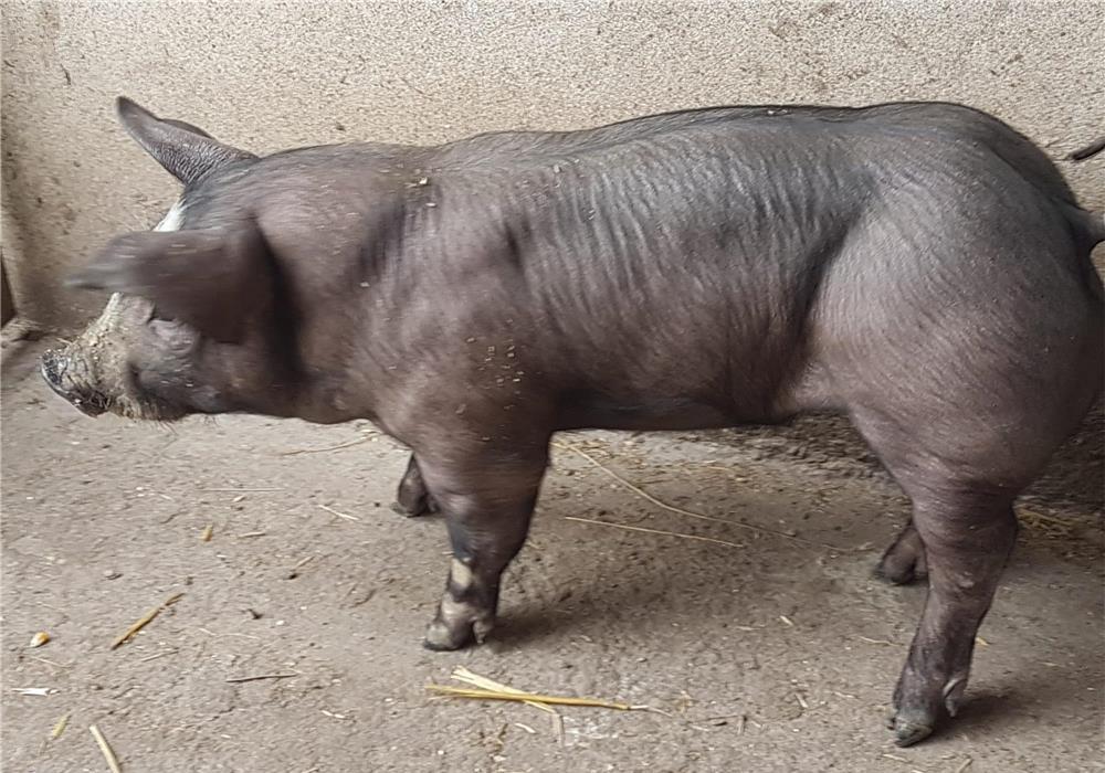 Vând vieruș și scrofită pietrain