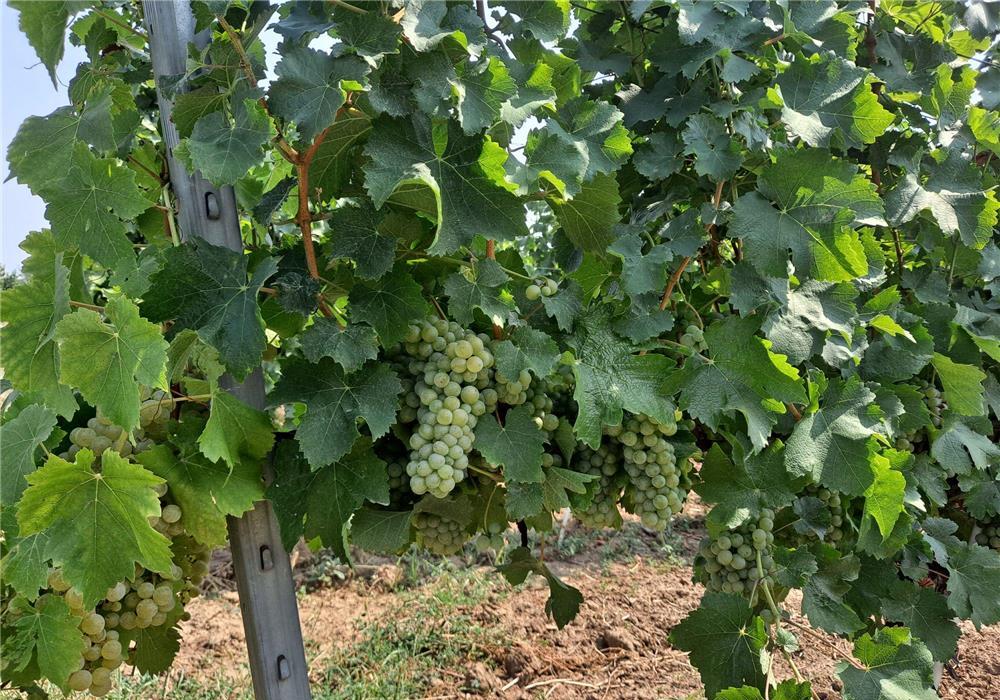 Vand vin de o calitate ireprosabila din soiuri nobile deosebitee
