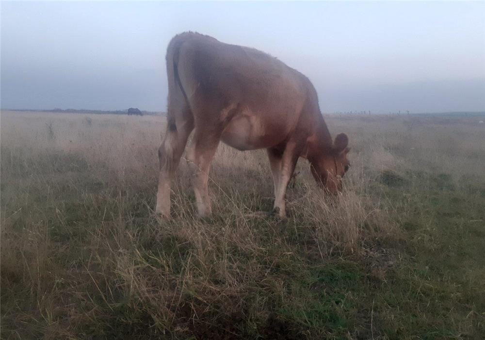 Vând vițea rasă de lapte