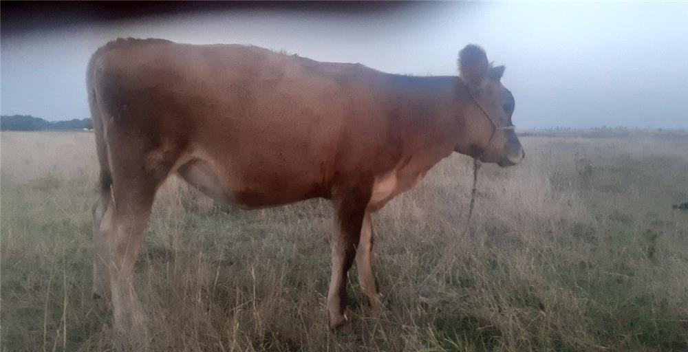 Vând vițea rasă de lapte