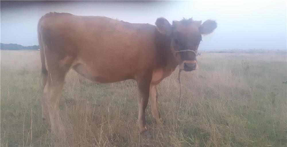 Vând vițea rasă de lapte