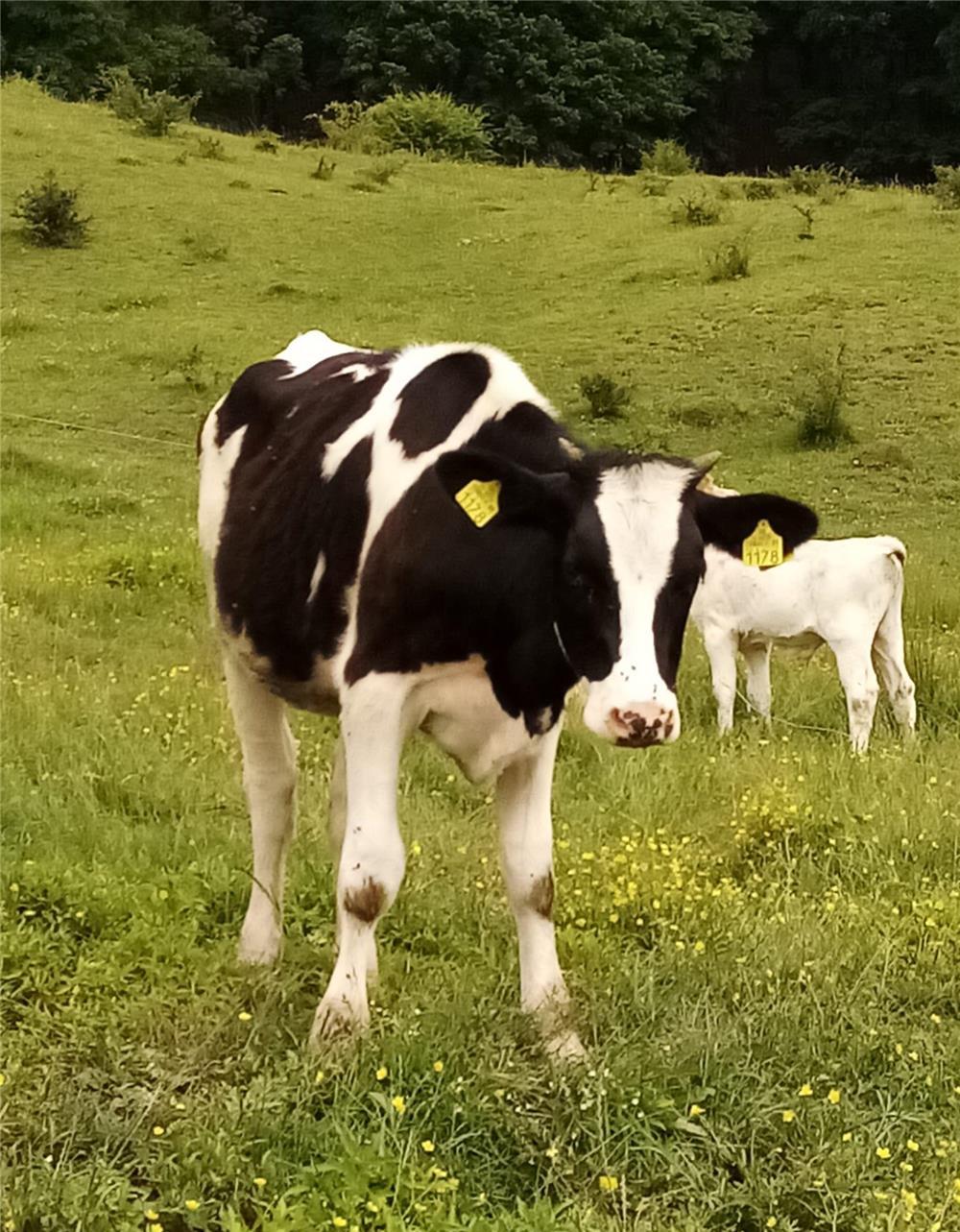 Vând vitele Holstein