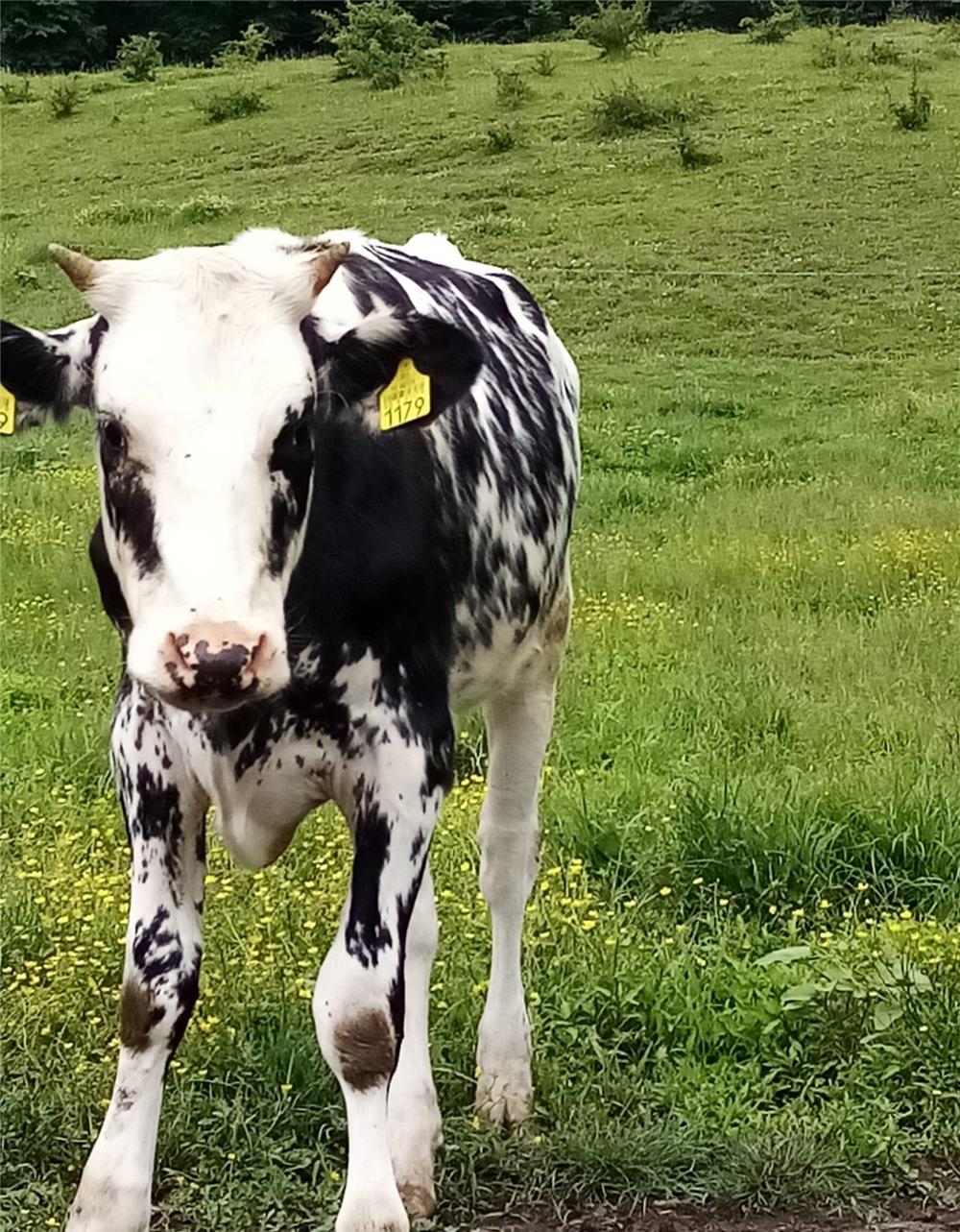 Vând vitele Holstein