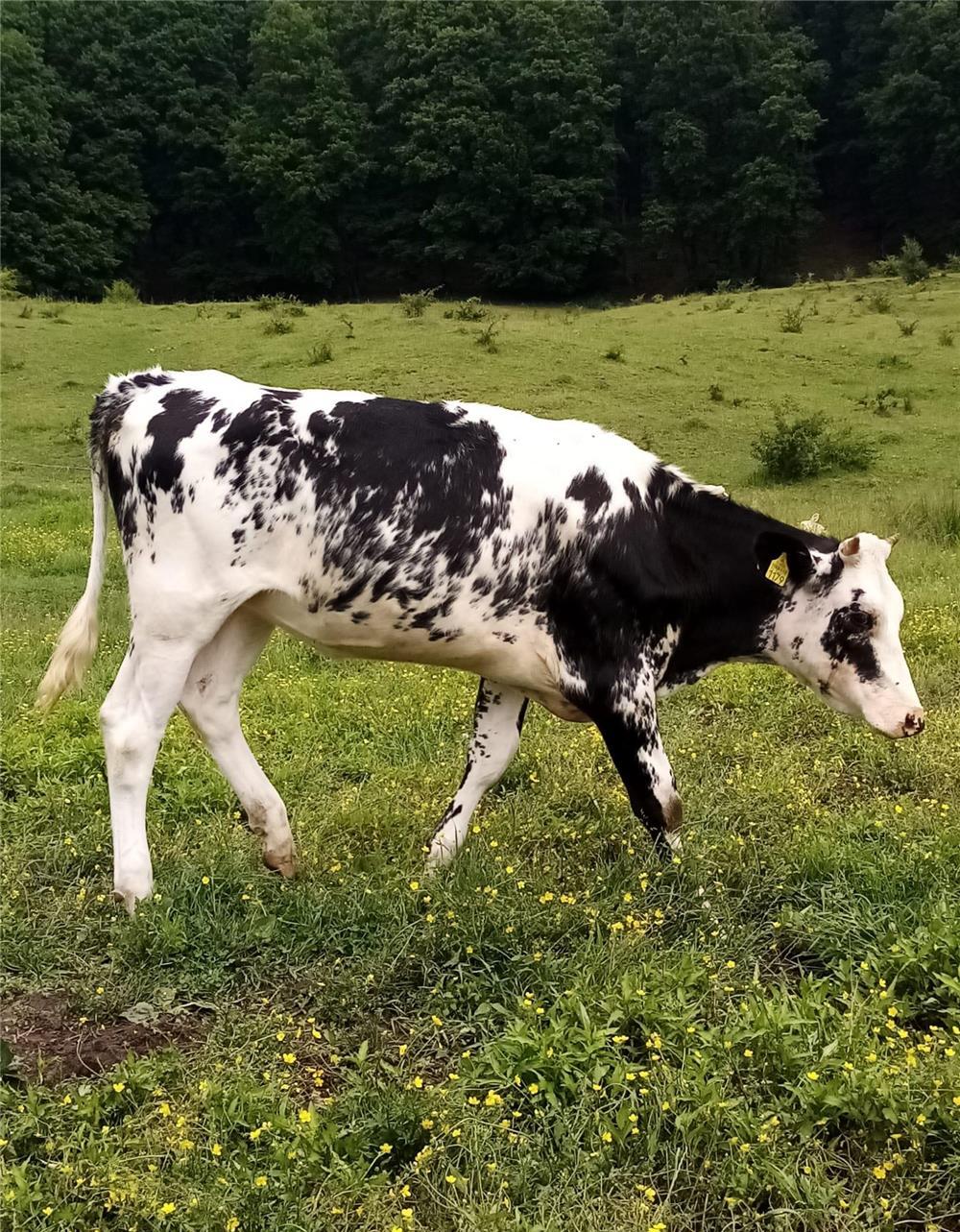 Vând vitele Holstein
