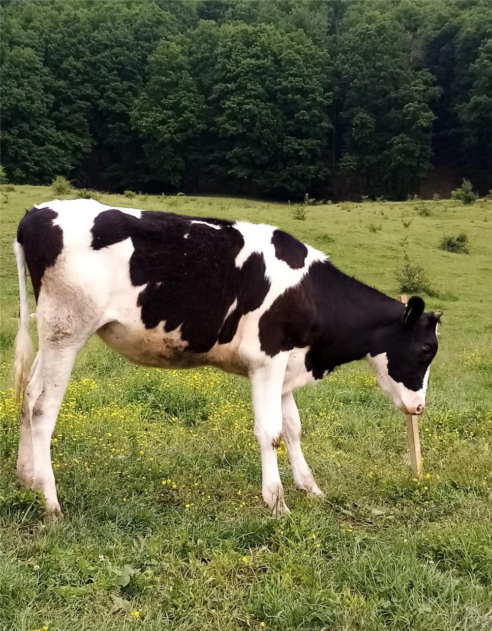 Vând vitele Holstein