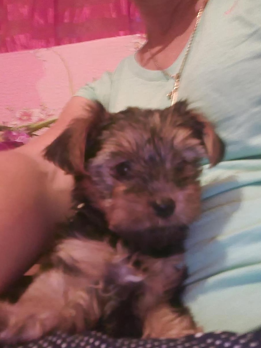 Vand Yorkshire Terrier