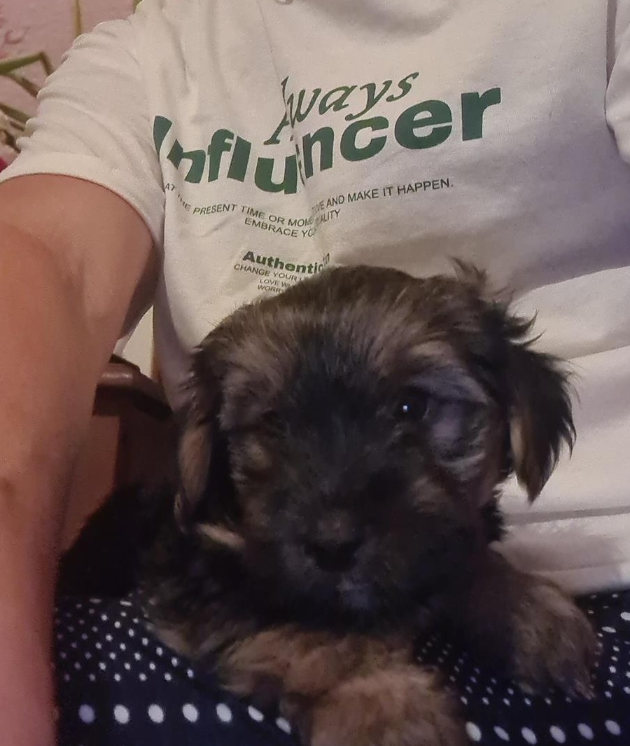 Vand Yorkshire Terrier