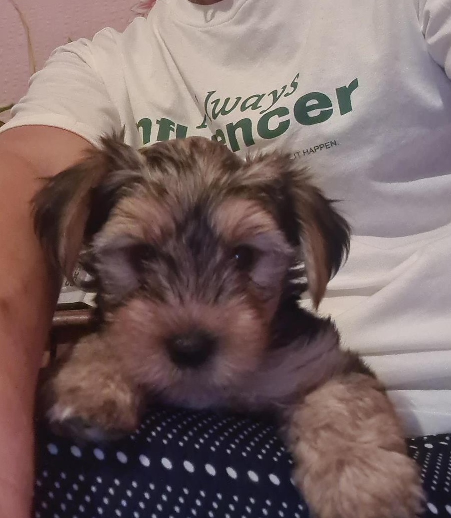 Vand Yorkshire Terrier