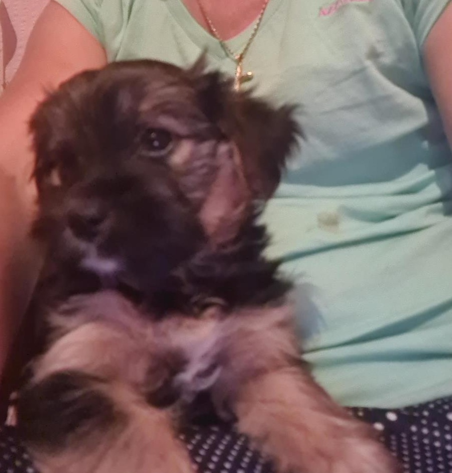 Vand Yorkshire Terrier
