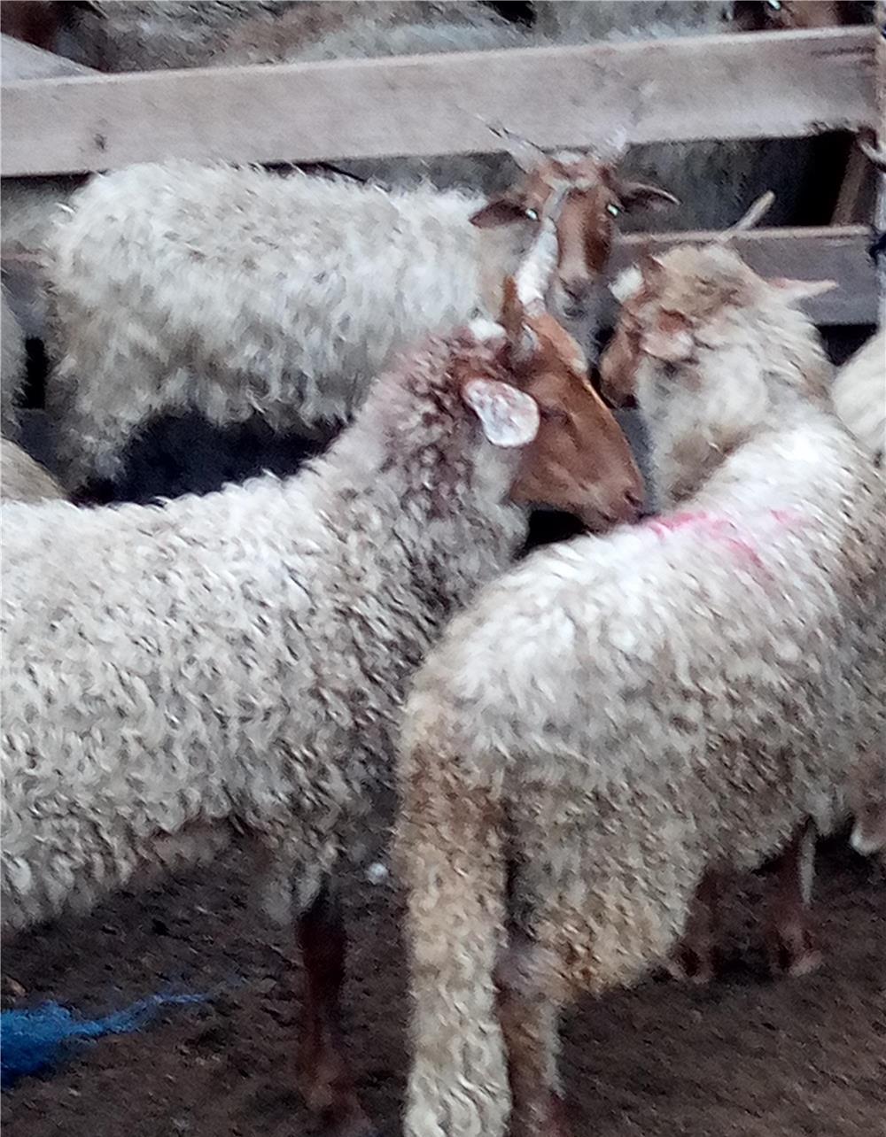 vând zece miele Ratca