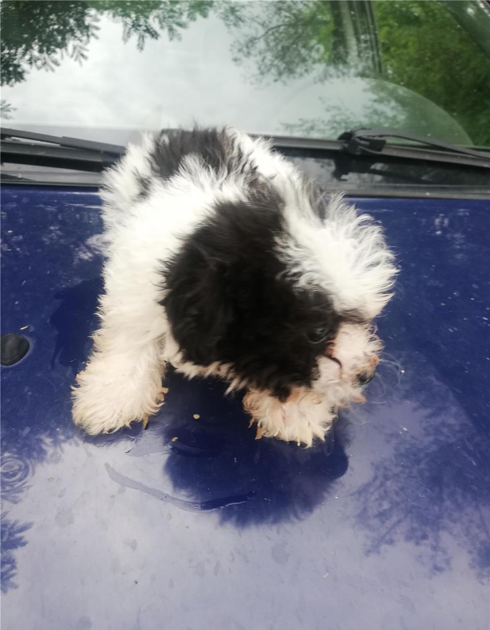 Vânzare bichon