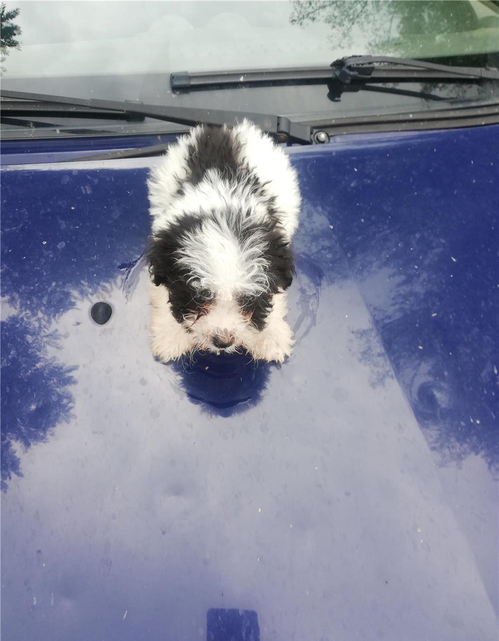 Vânzare bichon