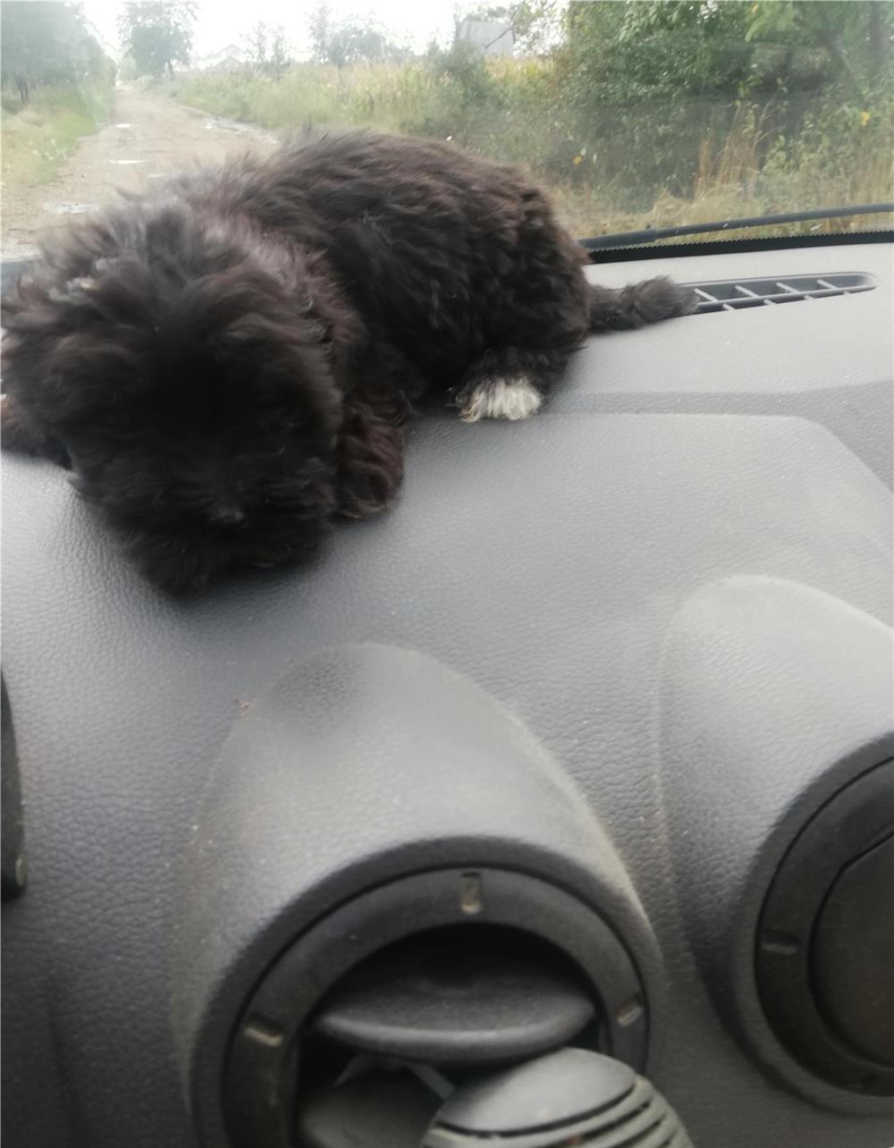 Vânzare bichon