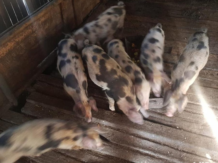 VANZARE PORCI CRESCUTI NATURAL