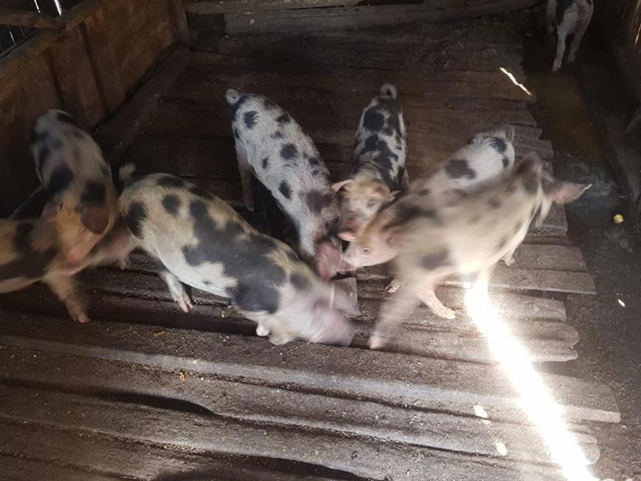 VANZARE PORCI CRESCUTI NATURAL