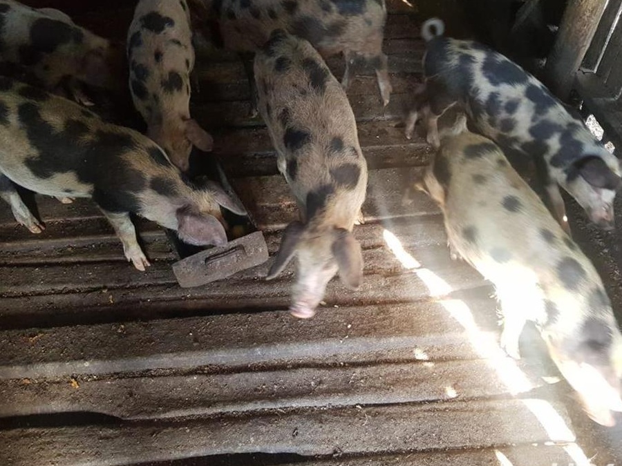 VANZARE PORCI CRESCUTI NATURAL