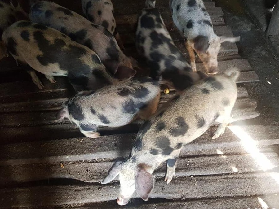 VANZARE PORCI CRESCUTI NATURAL