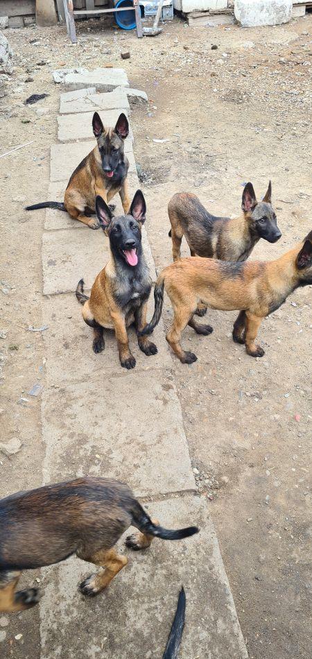 vanzare pui de Malinois