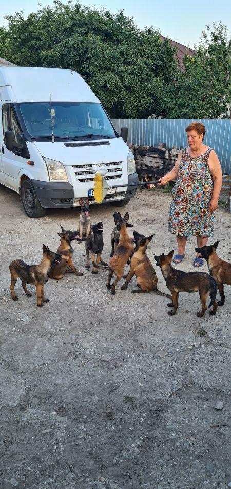 vanzare pui de Malinois