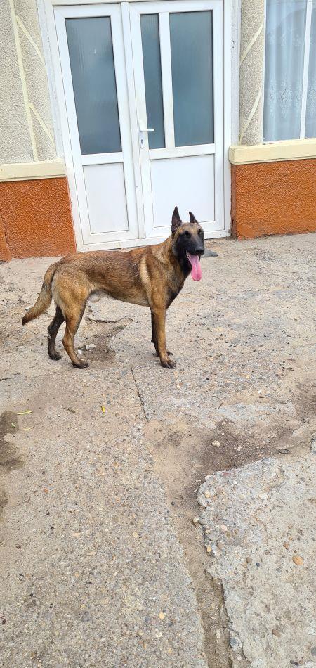 vanzare pui de Malinois