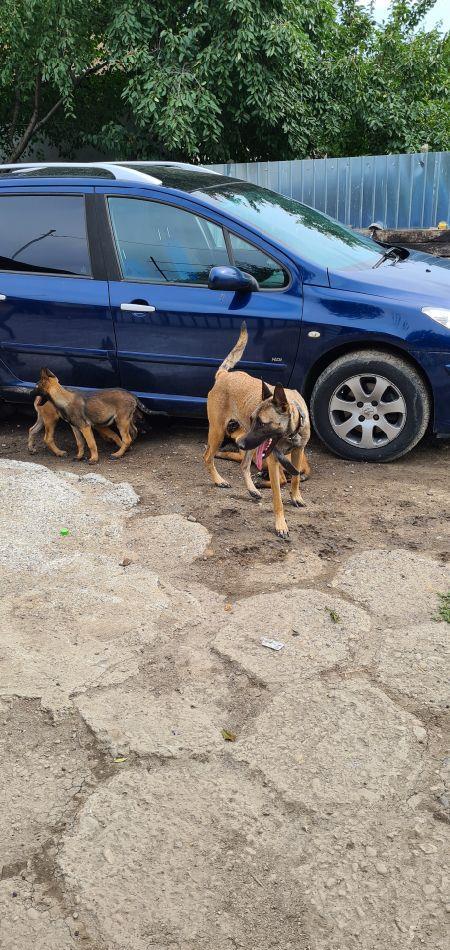 vanzare pui de Malinois