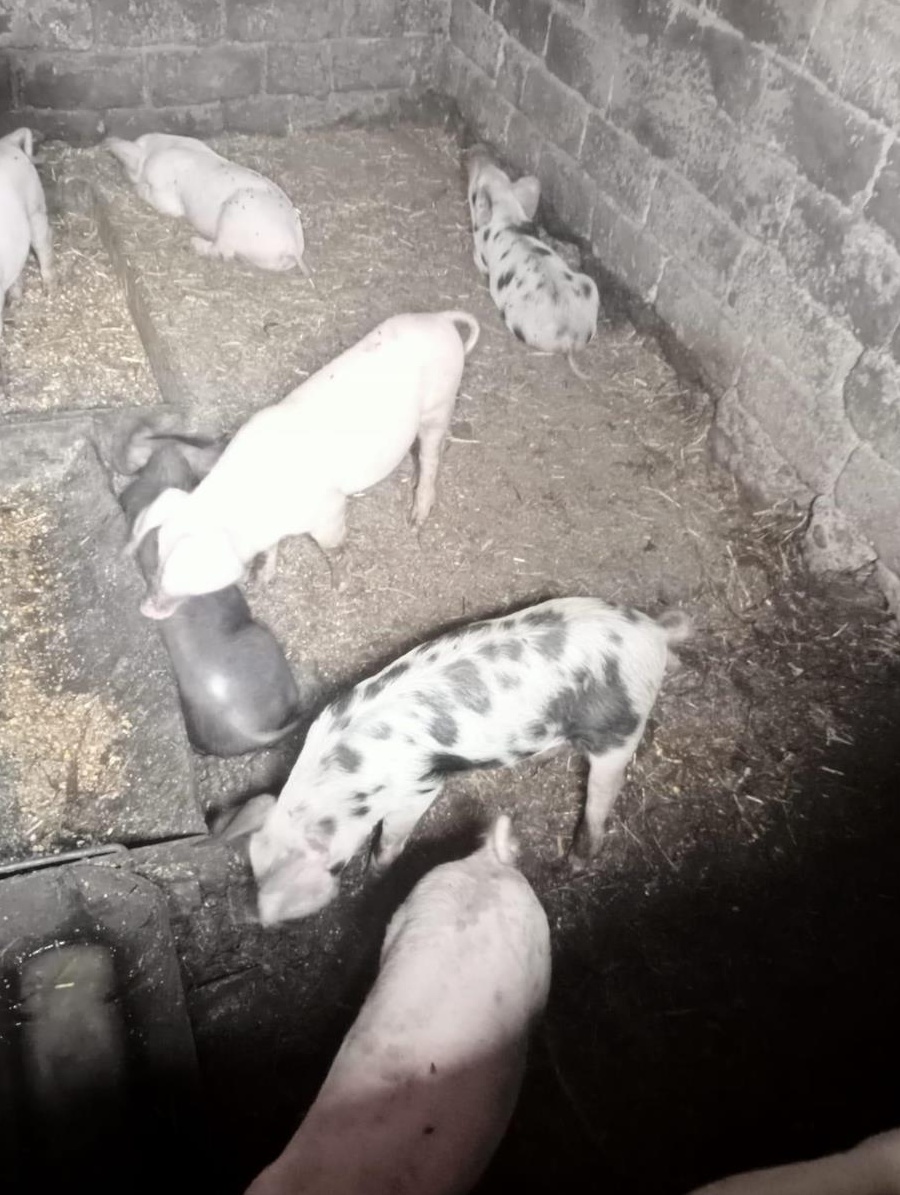 Vanzare purcei din rasa pietran si marele alb