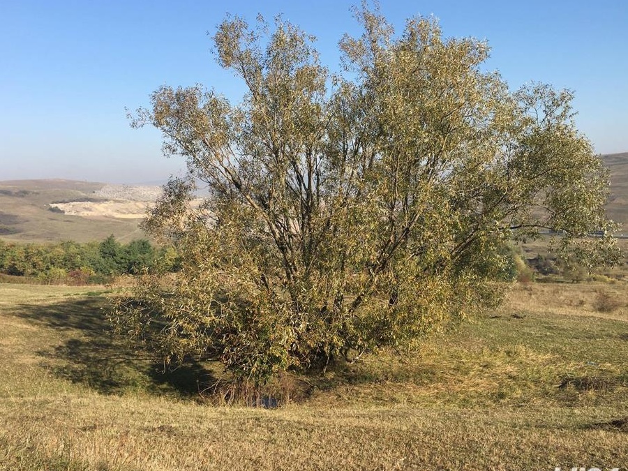 Vanzare teren intarvilan