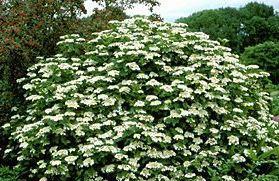 VIBURNUM OPULUS Compactum (Calin)