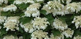 VIBURNUM OPULUS Compactum (Calin)