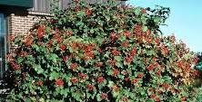 VIBURNUM OPULUS Compactum (Calin)