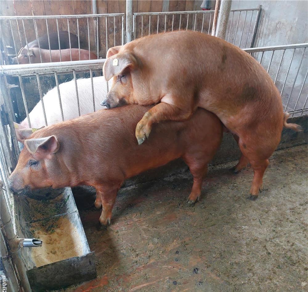 Vier duroc ptr monta