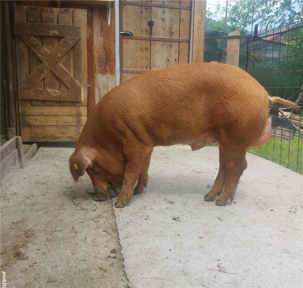 Vier duroc ptr monta