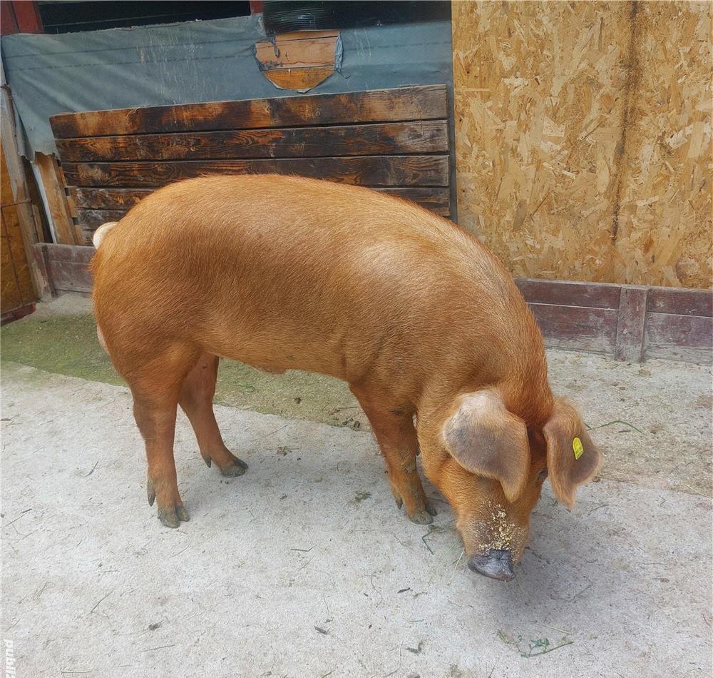 Vier duroc ptr monta