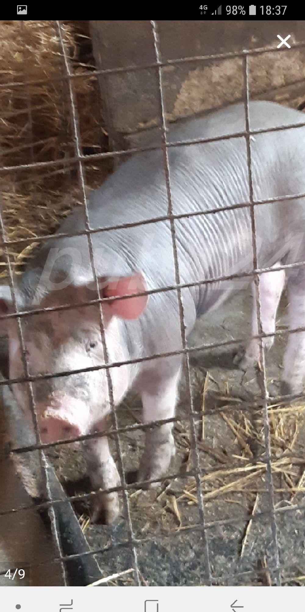 VIER PIETRAIN FARA PĂR PT MONTE,150 monta!!!