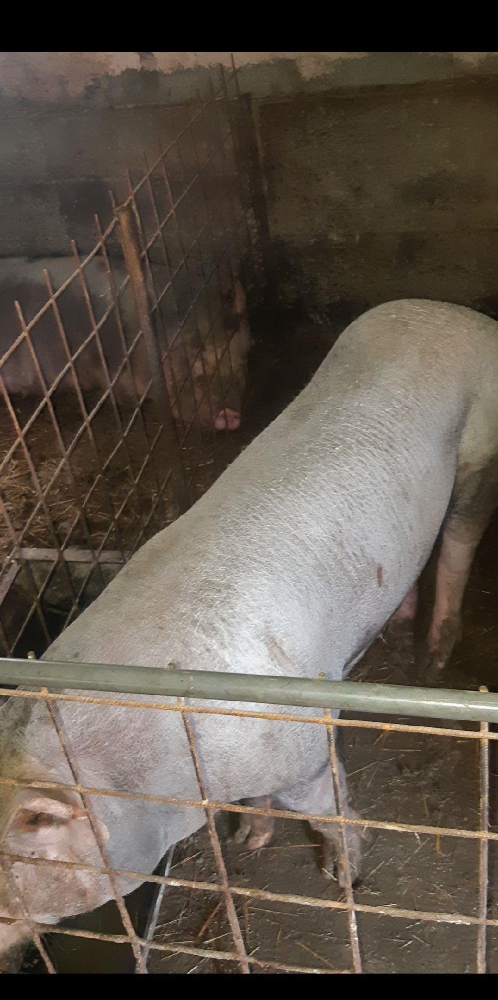 VIER PIETRAIN FARA PĂR PT MONTE,150 monta!!!