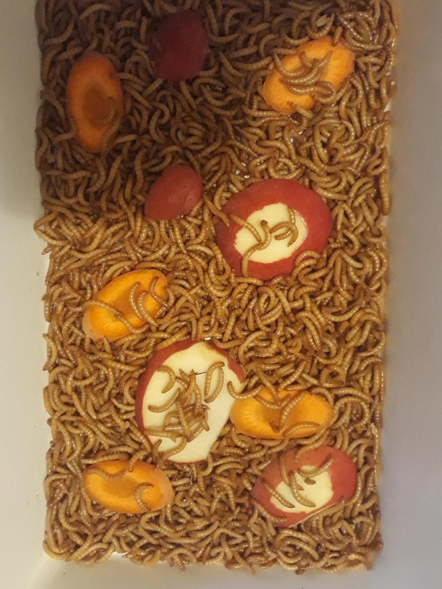 Viermi de făină MEALWORMS .