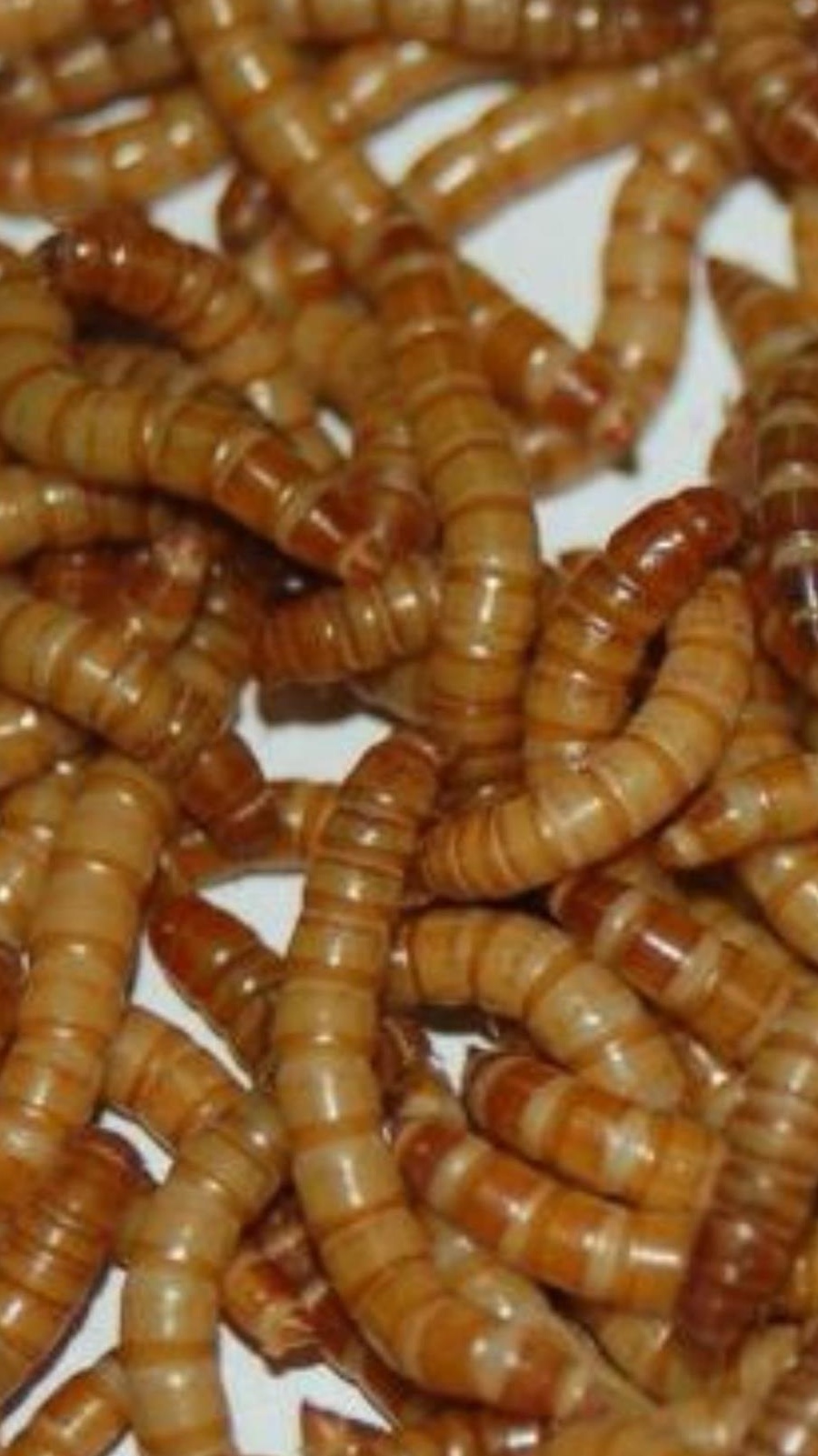 Viermi de făină MEALWORMS .