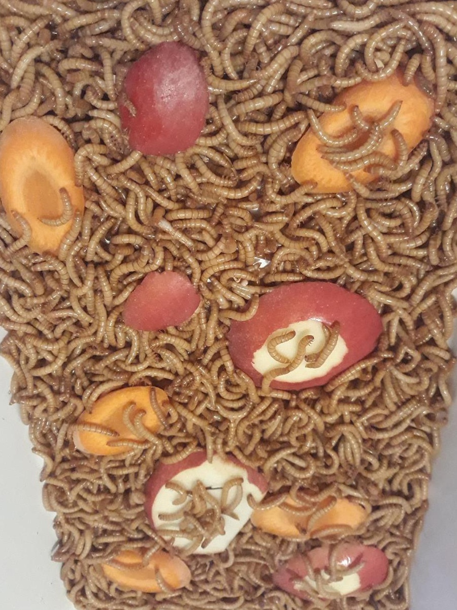 Viermi de făină MEALWORMS .