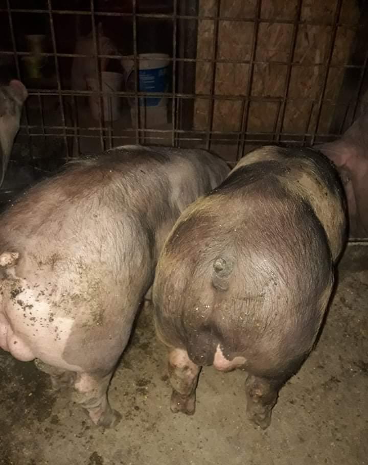 Vierusi pietrain de vanzare