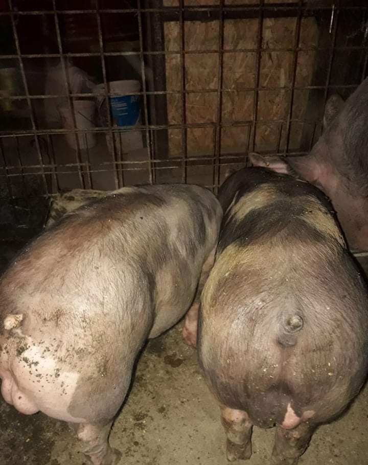 Vierusi pietrain de vanzare