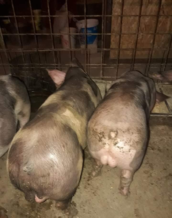 Vierusi pietrain de vanzare
