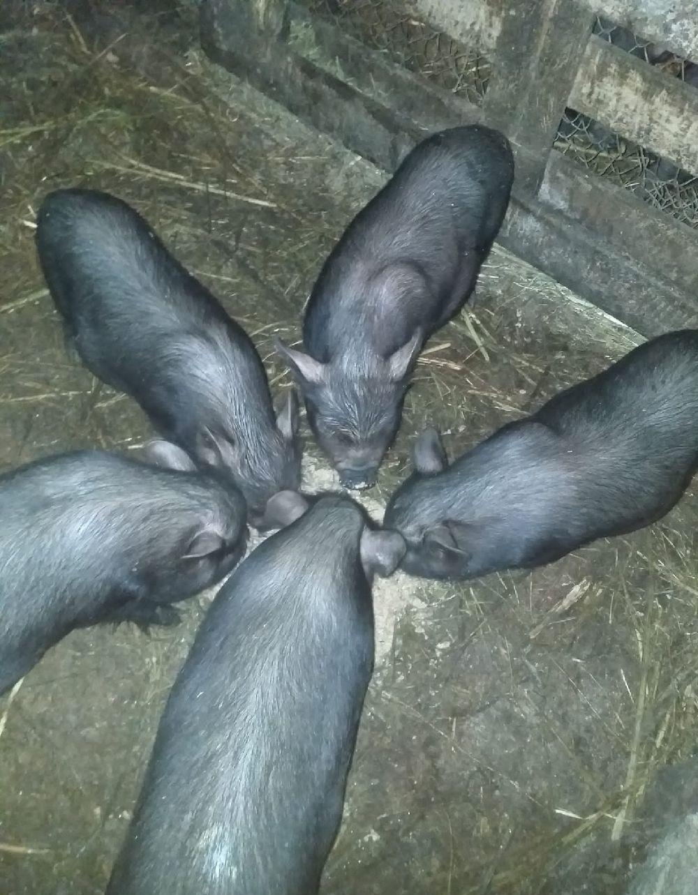 vietnamezi
