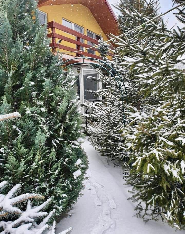 Vila Busteni de inchiriat