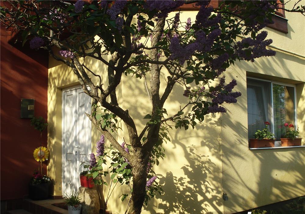 VILA MARE-IDEALA FIRMA